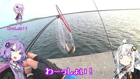 シーバス狙いで内湾の堤防へ！ 夏が旬の「スズキ」を釣って“洗い”にしてみた｜ニフティニュース