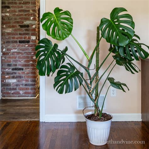 How To Make A Moss Pole For Your Monstera Plant Hearth And Vine