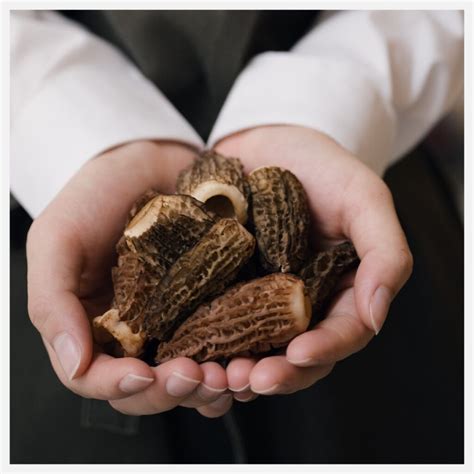 Morel Mushroom Identification What To Look For And What To Avoid