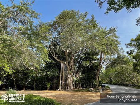 Ficus Benghalensis