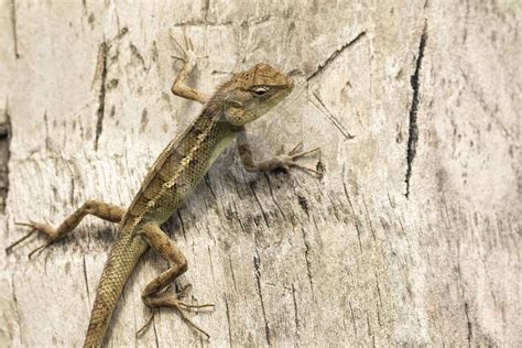 Oriental Lizard Climbing In A Tree Nature Stock Photo Agency