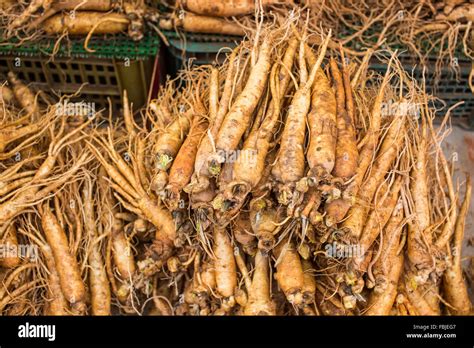 Fresh Ginseng In South Korea Stock Photo Alamy