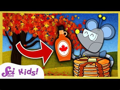 Where Does Maple Syrup Come From al Français FLE leçons vidéo