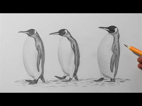 How to Draw a Penguin | Pencil Drawing for Beginners - Videos For Kids