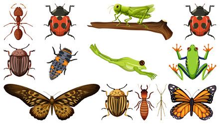 Insects Collection Vector Images Over