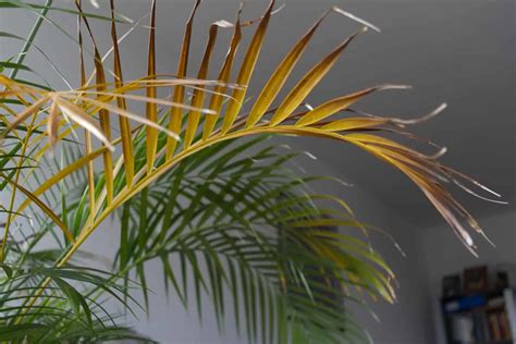 The Causes Of Yellow Palm Leaves And How To Fix The Problem