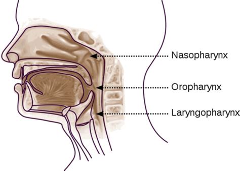 Head And Neck Session Ten The Pharynx Flashcards Quizlet