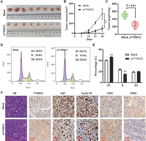 YTHDC2 Overexpression Suppresses H1299 Cells Growth In Vivo A Images