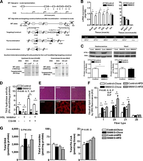 Skeletal Musclespecific Atgl Deletion And Its Impact On Lipid