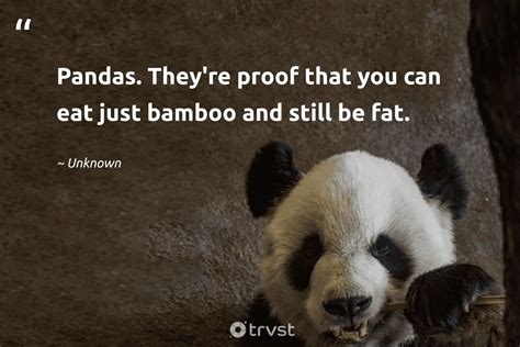 20 Panda Quotes About The Adorable Bear Of China And Film 2024