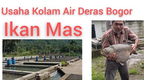 Budidaya Ikan Mas Kolam Air Deras YouTube