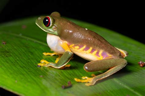 Marquesina salto rasguño rana de ojos rojos Microordenador hierro daño