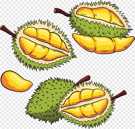 Iconos De Fruta Durian R Png Pngwing