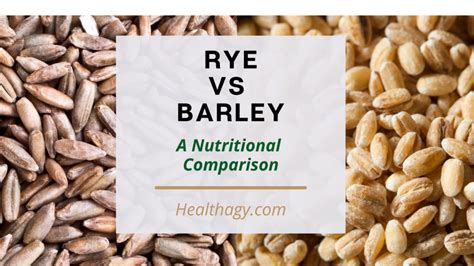 Rye Vs Barley Which Grain Is More Nutritious Healthagy