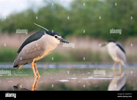 Kwakken Staand In Water Black Crowned Night Herons Standing In Water