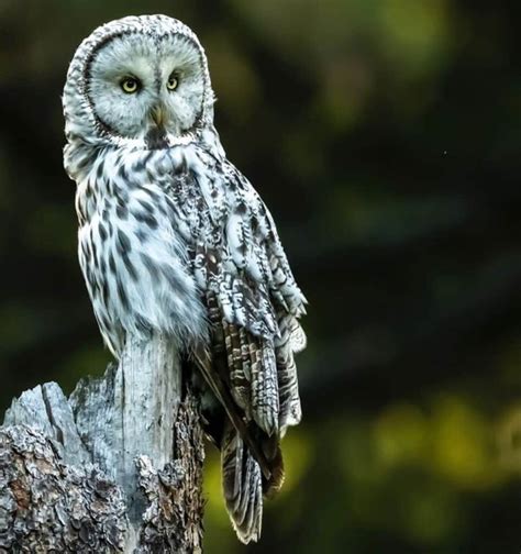 Birds That Bring Bad Luck Real Stories Bird Nature