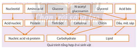 L Thuy T Qu Tr Nh T Ng H P V Ph N Gi I Vi Sinh V T Sinh Ch N
