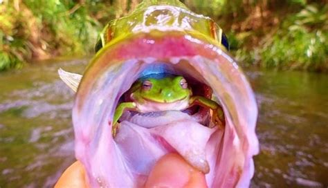 Tenacious Frog Survives Being Eaten By Fish - The Dodo