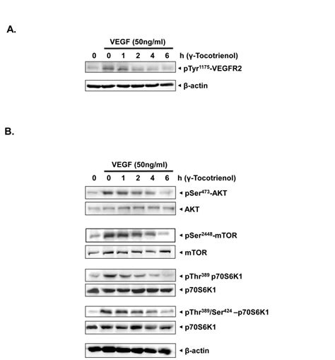 The Activation Status Of Vegfr2 Was Tested By Western Blot Analysis And Download Scientific