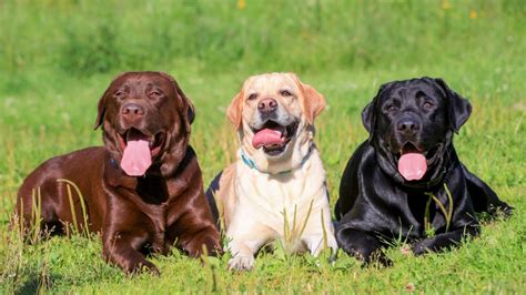 Ra As De Cachorro De Grande Porte E Como Cuidar Delas