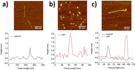 Covalent Conjugation Of Proteins Onto Fluorescent Single Walled Carbon