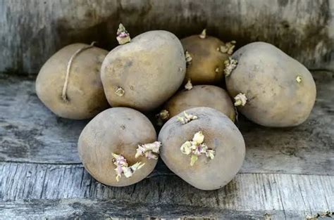 Growing Potatoes Indoors: Step by Step Guide - Revive Garden