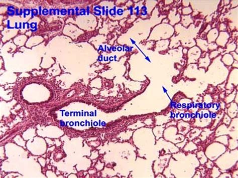 Histology Of Respiratory System Respiratory System Conducting Part