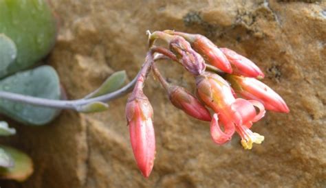 Cotyledon barbeyi var. soutpansbergensis | PlantZAfrica