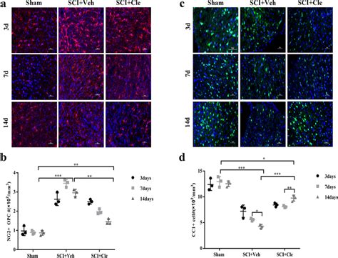 Clemastine Enhances Oligodendrocyte Differentiation In Sci A