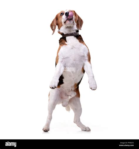 An Adorable Beagle Standing On Hind Legs Isolated On White Background