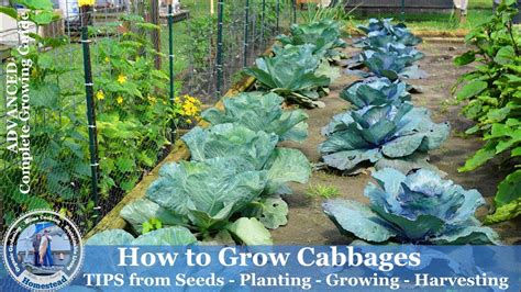 How To Grow Cabbage Tips From Seeds Planting Growing Harvesting