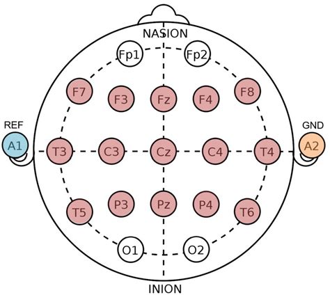 Electrode Configuration Of The Electro Cap Red Colored Circles