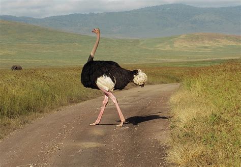 The Fascination for Ostrich Feathers