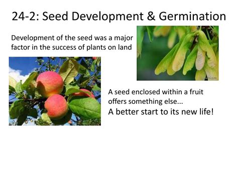 Ppt Chapter 24 Reproduction Of Seed Plants Powerpoint Presentation Free Download Id 5335208