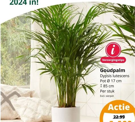 Goudpalm Aanbieding Bij Groenrijk