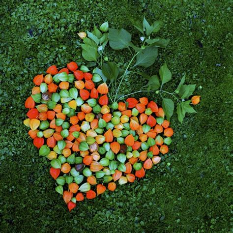 C Ur En Fleurs Composition D Amour En Cage Physalis Alkekengi Par Mon