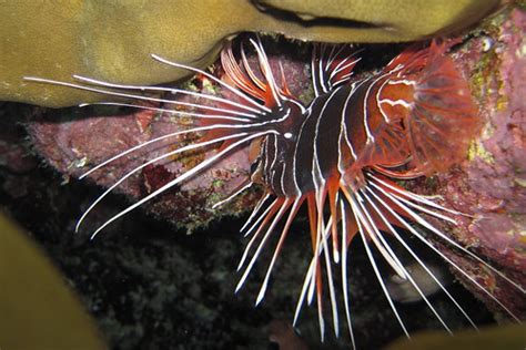 Img Strahlen Feuerfisch Lionfish Rest Upside Down Dur Flickr