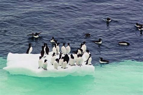 Thick-billed Murres are usually associated with ice. Arctic cod, a ...