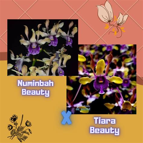 Jual DD Orchid Seedling Dendrobium Numinbah Beauty X Tiara Beauty