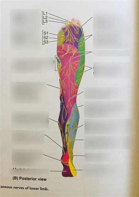 Cutaneous Nerves Of Lower Limb Posterior View Diagram Quizlet