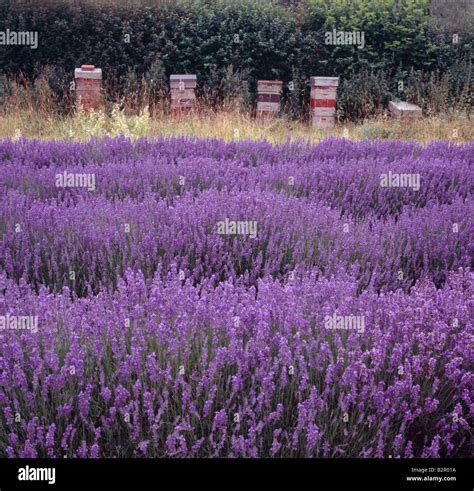 Beehives Adjacent To A Field Of Lavender Castle Farm Shoreham Darent