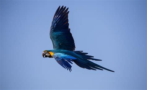 Premium Photo | Macaw parrot flying in the sky