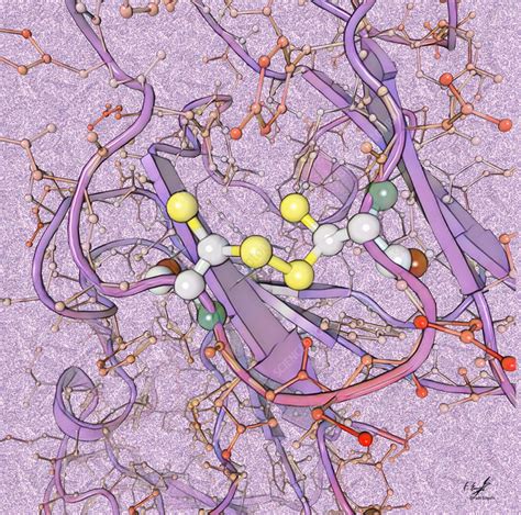 Disulphide Bond In Eye Lens Protein Illustration Stock Image C0578585 Science Photo Library