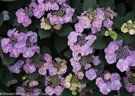 Tuff Stuff™ Hydrangea For Sale At Maples N More Nursery