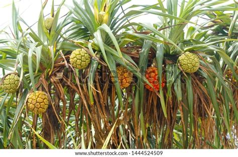 Nonedible Tropical Pandan Fruit Pandanus Which Stock Photo 1444524509 | Shutterstock