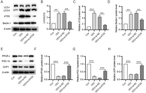 Knocking Down Atg Suppresses Vd Meidated Autophagy And Browning Of