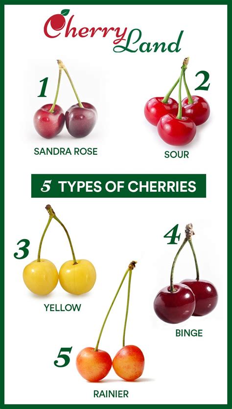 types  cherries types  cherries cherry food