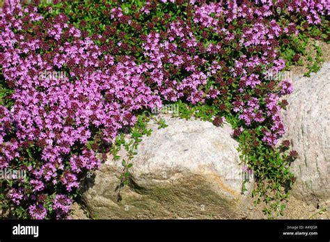Wild Thyme Creeping Thyme Thymus Serpyllum Stock Photo Alamy