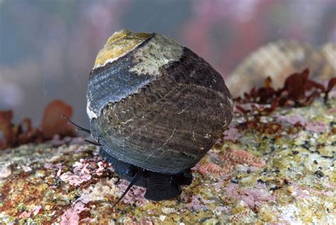 Black Turban Snail - Animals Photos