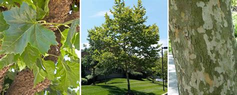 Shanghais Signature Trees